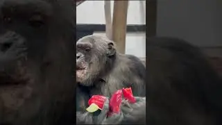 Pakawi Park verhuist chimpansees naar nieuw verblijf Monkey Island