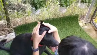 Marcy is calm with kids【ADOPTED!】