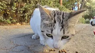 Scared Kitten Eating Food Fast | Little Street Cat Afraid of Bigger Cats 😿🍽️