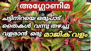 Aglaonema plant care / അഗ്ലോണിമ യുടെ മഴക്കാല സംരക്ഷണവും അതിന് ഇട്ടു കൊടുക്കേണ്ട secret വളങ്ങളും