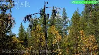 H&ouml;stf&auml;rger i naturen