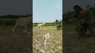 Two tiger attack in village field 🐅#vfx #wildlife #video #lion #foryou #subscribe
