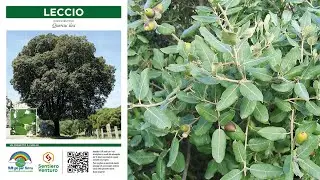 LECCIO - Quercus ilex