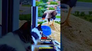 Lo Nutr&igrave; Ogni Giorno Alla Finestra&hellip; Poi Gli  Uccelli Lasciarono Qualcosa di Incredibile #shorts