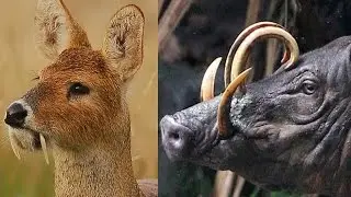 10 STRANGE Animals You Didn't Know Existed