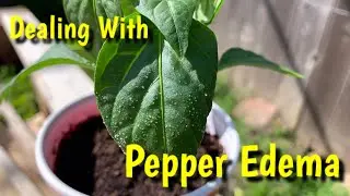 Battling Edema In My Peppers and Other Minor Garden Happenings