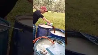 MAGIC FOLIAR OF KAFARMTV MANGO