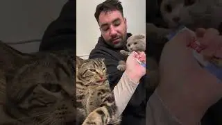 ПОСМОТРИТЕ, КАК РЕВНУЕТ МОЙ КОТ 😂😅 #шорты #вирусный