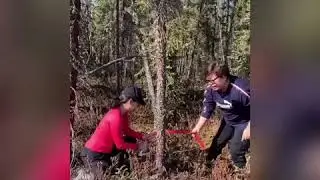 每棵黑雲杉樹砍下來是有血有汗的！