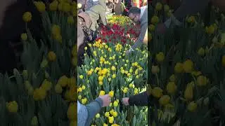 Amsterdam Blooms Today 🌷 | National Tulip Day #ytshorts #shorts #tulip #amsterdam #explore