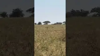 3 Lion cubs try attack a Wildebeest.