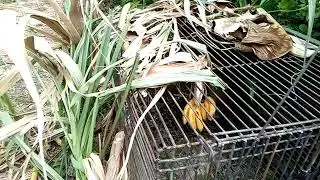 cara menangkap monyet dengan kotak jebakan