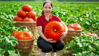 Harvesting 1000+ GIANT Red Pumpkin Goes To Market Sell ,Cooking Pumpkin and Lotus Seed Porridge