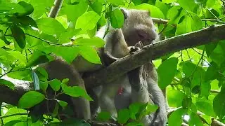 Milk reject! Mom Jane reject baby Jody drink milk by gentle warn/ Baby Jody hungry by no milk