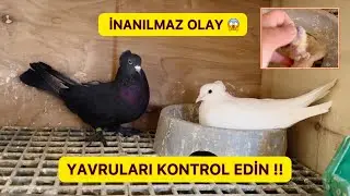 BİR GÜNLÜK YAVRUYU ÖLÜMDEN KURTARDIM !! SEBEBİ İNANILMAZ ! Taklacı Güvercin Oyunkuşu