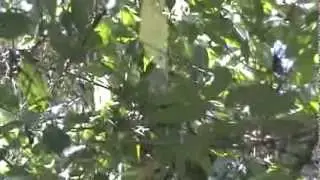 R&iacute;o Orinoco Spinetail- Synallaxis beverylae