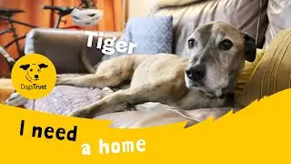 Tiger the lovely Lurcher | Dogs Trust Leeds