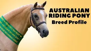 Australian Riding Pony Horse Breed Profile History - Price - Characteristics - Training - Grooming