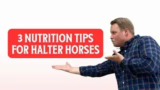 3 Nutrition Tips for Halter Horses