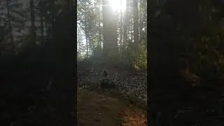 Falling big fir Humboldt county cook timber falling