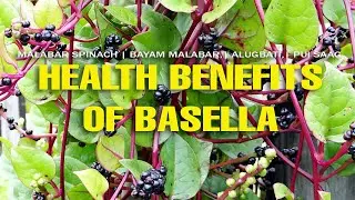 Health Benefits of Basella (Malabar Spinach, Bayam Malabar, Alugbati, Pui Saag)
