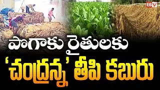 Chandrababu&rsquo;s Big Relief for Tobacco Farmers | Sweet News for AP Tobacco Growers | E 6TV