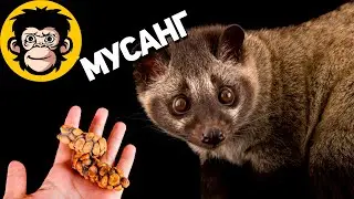 Мусанг производит самый дорогой кофе!