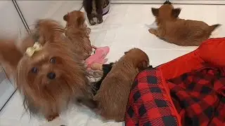 5 Week Old Teacup Yorkie X Maltipom puppies learning to play thanks to their Daddy!
