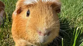 Cute Guinea pigs eating