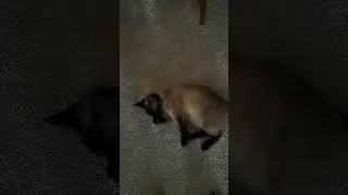 trained my cat to rollover #cutekitty #cat #viral #kitten #shortvideo #funny #kittycat #kitty
