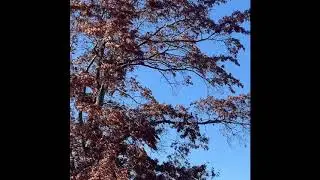 CMS 205W Advocacy Video Jake Brown