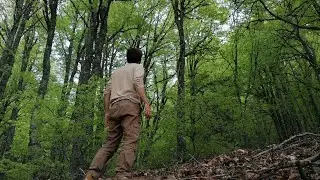 El surrealista Bosque de Hayas (Fagus sylvatica)
