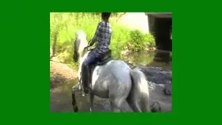 Reiturlaub: Wasserdurchritt Reitkurs ausreiten im Westerwald