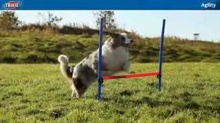 Trixie Agility
