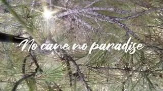 Sin caña no hay paraíso...😎🌳🌳