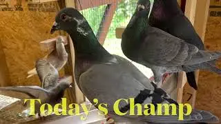 NEW RACING PIGEONS AND A 60 MILE TRAINING TOSS