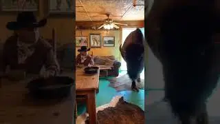 Life in Texas - breakfast with a bison