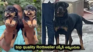 top quality Rottweiler dog for sale in telugu/82477 83160 /aj pets