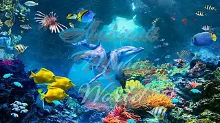 lovely seascapes / amazing underwater world / enchanting ambient music