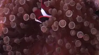 360&deg; VR - Underwater life Virtual Reality 3D video Life under sea