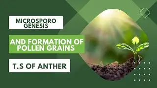 T.S of anther |Microsporogenesis |Pollen grain formation | class 11th, 12th, Bsc, Msc.