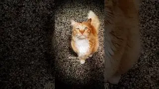 Hungry Monster #cat #maincooncat