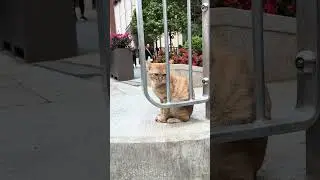 #Aura Cat 🐈 Part 1, Hong Kong