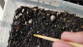 Transplanting Caladium Seedlings from tissue to medium