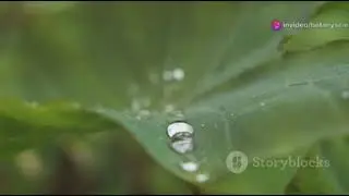 How Trees Control Water Nature&rsquo;s Secret Engineering #Sciencefather #researchaward #professor #facts