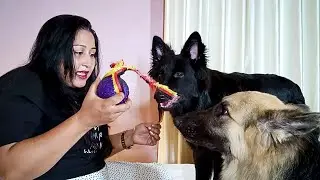 How do I bond with my German Shepherd? | GSD Dog | CameraBaba