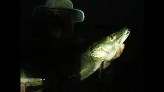 Cliff Lake 34 1/2 inch musky - Smithwick Perfect 10 Rogue
