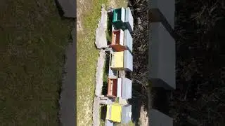 apicultura ape ubriaca
