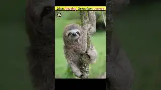 Top crazy 😮 and amazing😀 facts about animals🐸🐘 in urdu/hindi #viral #shorts