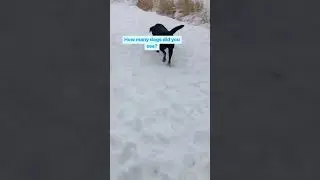How many dogs do you see?